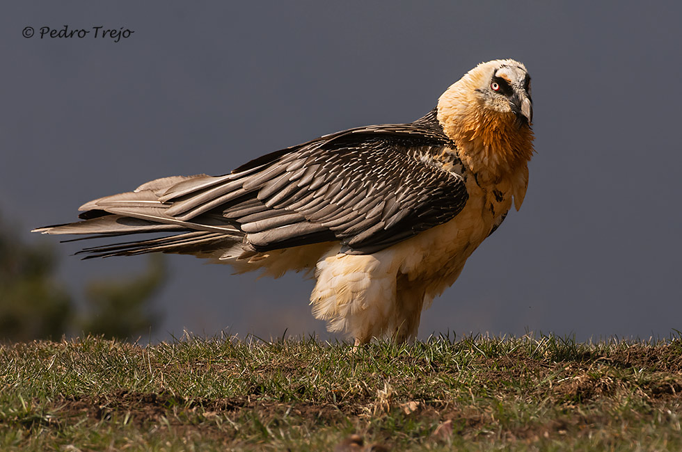 Quebrantahuesos (Gypaetus barbatus)